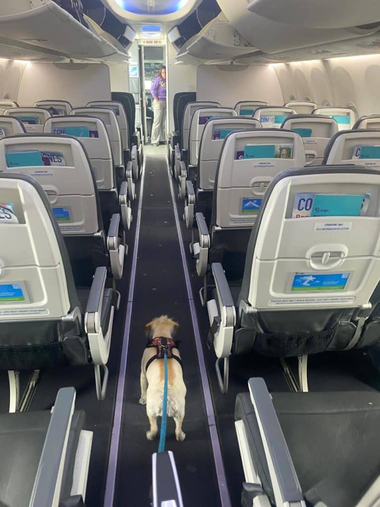 arajet petfriendly